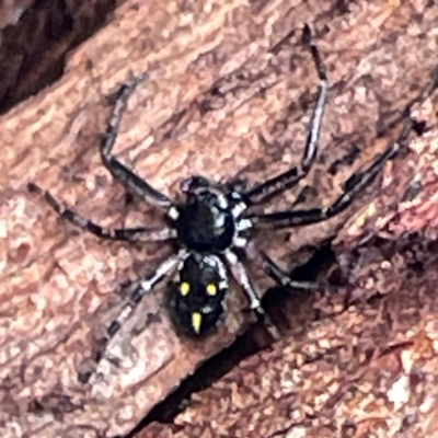 Tharpyna campestrata (Country Crab Spider) at Mount Ainslie to Black Mountain - 7 Apr 2024 by Hejor1