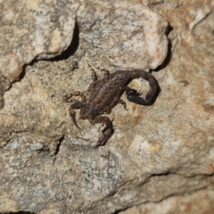 Lychas marmoreus (Little Marbled Scorpion) at QPRC LGA - 7 Apr 2024 by clarehoneydove