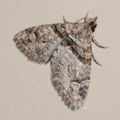 Phrissogonus laticostata (Apple looper moth) at Freshwater Creek, VIC - 21 Feb 2024 by WendyEM