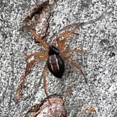 Euryopis umbilicata at Mount Ainslie to Black Mountain - 7 Apr 2024 02:59 PM