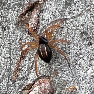 Euryopis umbilicata at Mount Ainslie to Black Mountain - 7 Apr 2024 02:59 PM