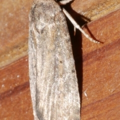 Athetis tenuis (Plain Tenuis Moth) at Freshwater Creek, VIC - 21 Feb 2024 by WendyEM