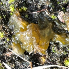 Nostoc sp. (genus) (A cyanobacterium) at Mount Ainslie to Black Mountain - 7 Apr 2024 by Hejor1