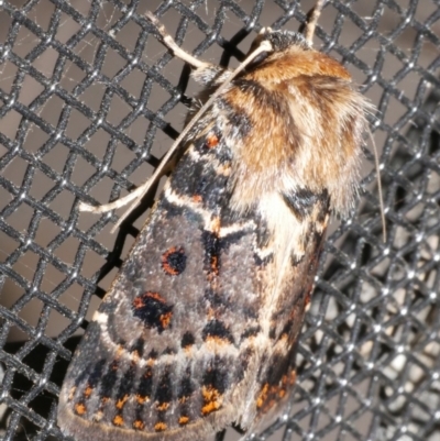 Proteuxoa sanguinipuncta (Blood-spotted Noctuid) at Freshwater Creek, VIC - 21 Feb 2024 by WendyEM