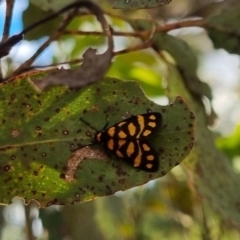 Asura lydia (Lydia Lichen Moth) at QPRC LGA - 7 Apr 2024 by clarehoneydove