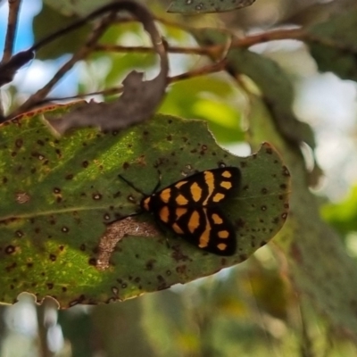 Asura lydia (Lydia Lichen Moth) at QPRC LGA - 7 Apr 2024 by clarehoneydove