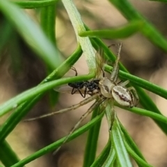 Australomisidia sp. (genus) (Flower spider) at QPRC LGA - 7 Apr 2024 by clarehoneydove