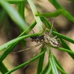 Australomisidia sp. (genus) at QPRC LGA - 7 Apr 2024