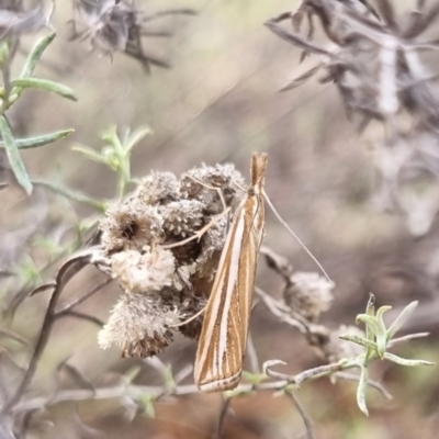Hednota opulentellus (A Cramdid moth (Crambinae) at QPRC LGA - 7 Apr 2024 by clarehoneydove