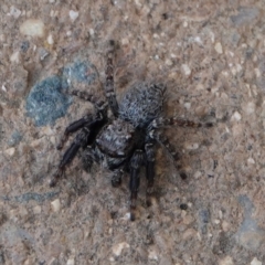 Unidentified Jumping or peacock spider (Salticidae) at Hall, ACT - 19 Mar 2024 by Anna123