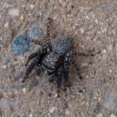 Unidentified Jumping or peacock spider (Salticidae) at Hall, ACT - 19 Mar 2024 by Anna123
