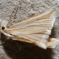Hednota relatalis (A Crambid moth (Crambinae) at Freshwater Creek, VIC - 21 Feb 2024 by WendyEM