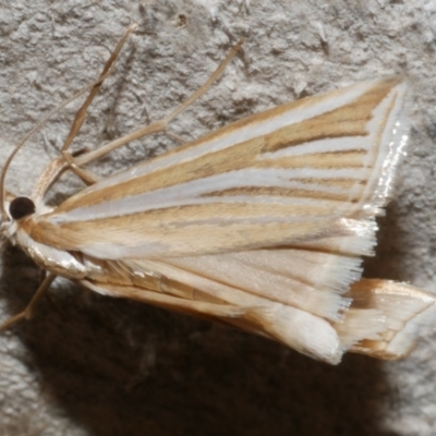 Hednota relatalis (A Crambid moth (Crambinae) at Freshwater Creek, VIC - 21 Feb 2024 by WendyEM