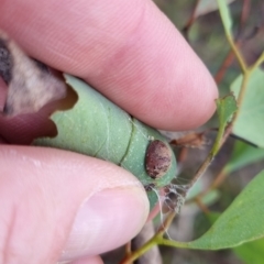 Trachymela sp. (genus) at QPRC LGA - 7 Apr 2024