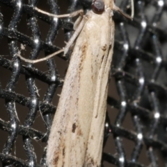 Faveria tritalis (Couchgrass Webworm) at Freshwater Creek, VIC - 21 Feb 2024 by WendyEM