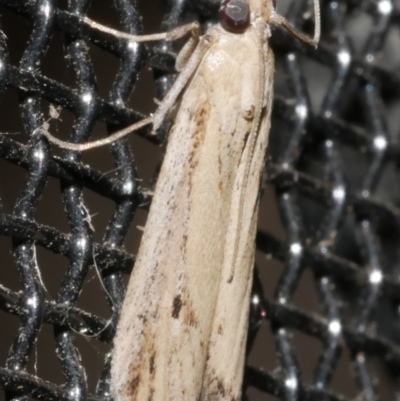 Faveria tritalis (Couchgrass Webworm) at Freshwater Creek, VIC - 21 Feb 2024 by WendyEM