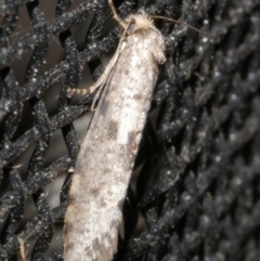 Lepidoscia (genus) ADULT (A Case moth) at Freshwater Creek, VIC - 21 Feb 2024 by WendyEM