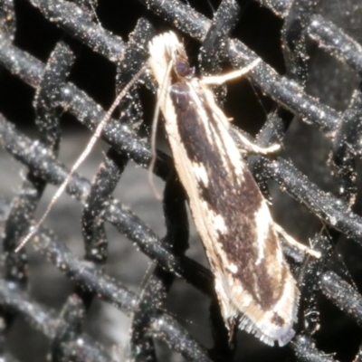 Unidentified Other moth at Freshwater Creek, VIC - 21 Feb 2024 by WendyEM