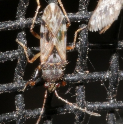 Unidentified Other true bug at Freshwater Creek, VIC - 21 Feb 2024 by WendyEM