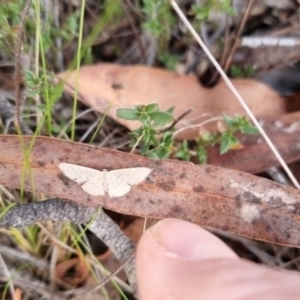 Idaea philocosma at QPRC LGA - 7 Apr 2024