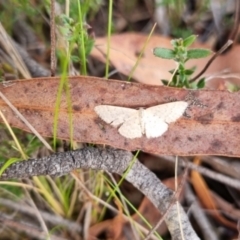 Idaea philocosma at QPRC LGA - 7 Apr 2024