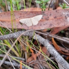 Idaea philocosma at QPRC LGA - suppressed