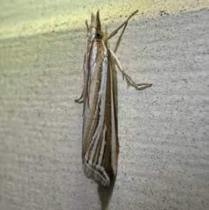 Hednota relatalis at Ainslie, ACT - 6 Apr 2024