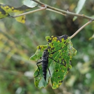 Boreoides subulatus at QPRC LGA - suppressed