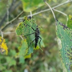 Boreoides subulatus at QPRC LGA - suppressed