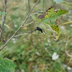 Boreoides subulatus at QPRC LGA - 6 Apr 2024