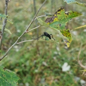 Boreoides subulatus at QPRC LGA - suppressed