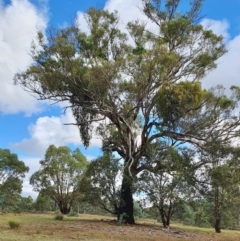Eucalyptus melliodora (Yellow Box) at Rugosa - 7 Apr 2024 by SenexRugosus