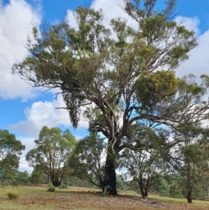 Eucalyptus melliodora at Rugosa - 7 Apr 2024 03:18 PM