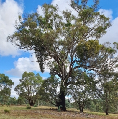 Eucalyptus melliodora (Yellow Box) at Rugosa - 7 Apr 2024 by SenexRugosus