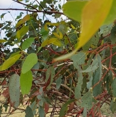 Eucalyptus melliodora at Rugosa - 7 Apr 2024 03:18 PM