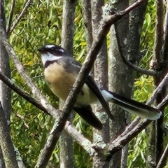 Rhipidura albiscapa (Grey Fantail) at Braidwood, NSW - 6 Apr 2024 by MatthewFrawley