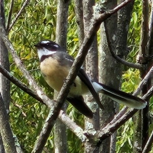 Rhipidura albiscapa at QPRC LGA - 7 Apr 2024 09:31 AM