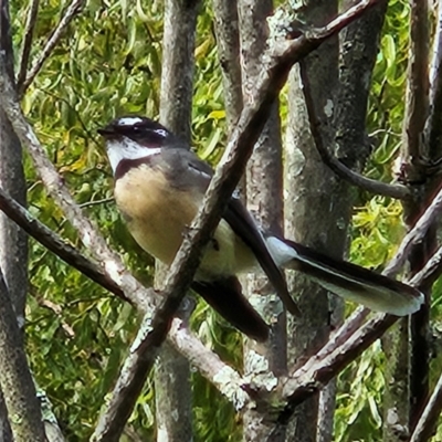 Rhipidura albiscapa (Grey Fantail) at QPRC LGA - 6 Apr 2024 by MatthewFrawley