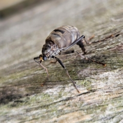 Boreoides subulatus (Wingless Soldier Fly) at QPRC LGA - 7 Apr 2024 by MatthewFrawley