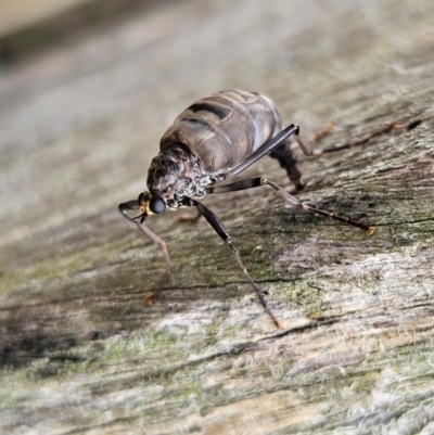 Boreoides subulatus (Wingless Soldier Fly) at QPRC LGA - 6 Apr 2024 by MatthewFrawley