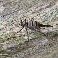 Boreoides subulatus at QPRC LGA - 7 Apr 2024