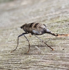 Boreoides subulatus at QPRC LGA - 7 Apr 2024