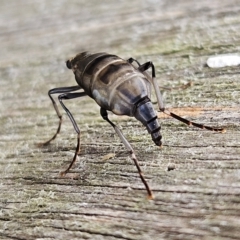 Boreoides subulatus at QPRC LGA - 7 Apr 2024 09:57 AM