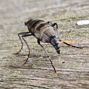 Boreoides subulatus at QPRC LGA - 7 Apr 2024