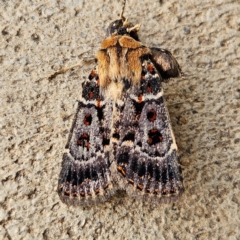 Proteuxoa sanguinipuncta (Blood-spotted Noctuid) at QPRC LGA - 7 Apr 2024 by MatthewFrawley