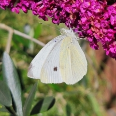 Pieris rapae (Cabbage White) at Braidwood, NSW - 7 Apr 2024 by MatthewFrawley