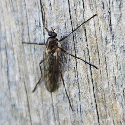 Boreoides subulatus (Wingless Soldier Fly) at Braidwood, NSW - 7 Apr 2024 by MatthewFrawley