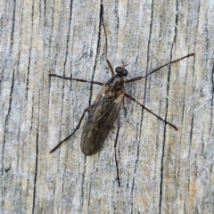 Boreoides subulatus at QPRC LGA - 7 Apr 2024