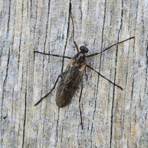 Boreoides subulatus at QPRC LGA - 7 Apr 2024