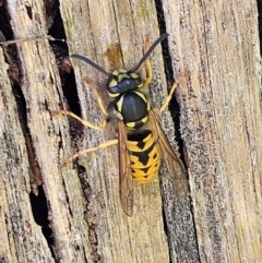 Vespula germanica (German Yellowjacket Wasp (also known as European Wasp)) at QPRC LGA - 7 Apr 2024 by MatthewFrawley
